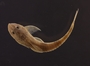 Loricaria gymnogaster lagoichthys 54 mmSL FMNH 42792 dorsal